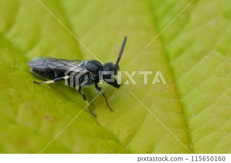 Closeup on a small male European spatulate, yellow-face bee, Hylaeus hyalinatus on a green leaf Closeup on a small male European spatulate, yellow-face bee, Hylaeus hyalinatus on a green leaf 115650160