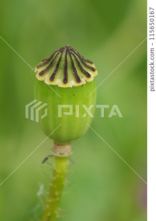 Vertical closeup on a seedbaox of a Flanders poppy wildflower, Papaver rhoeas, against a green background 115650167