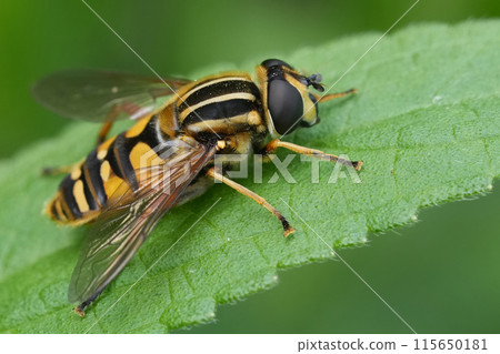 Detailed closeup on a European Hayling Billy hoverfly, Helophilus pendulus in the garden Detailed closeup on a European Hayling Billy hoverfly, Helophilus pendulus in the garden 115650181