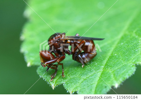 Closeup on a strange European thick-headed fly, the ferroginous bee-grabber, Sicus ferrugineus 115650184