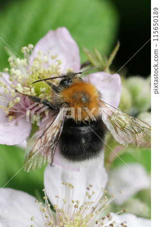 Closeup on a queen European Tree bumblebee, Bombus hypnorum on a white brambleberry flower Closeup on a queen European Tree bumblebee, Bombus hypnorum on a white brambleberry flower 115650189