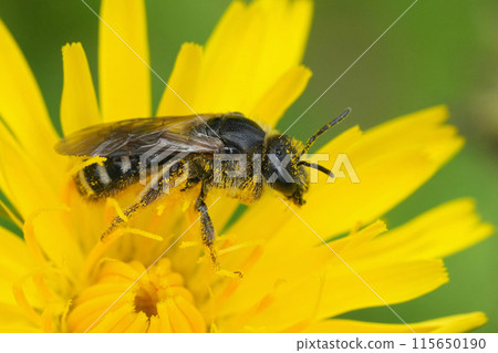Closeup on a dark colored female Belgian furrow bee, Lasioglossum species on a yellow Hieracium flower Closeup on a dark colored female Belgian furrow bee, Lasioglossum species on a yellow Hieracium flower 115650190