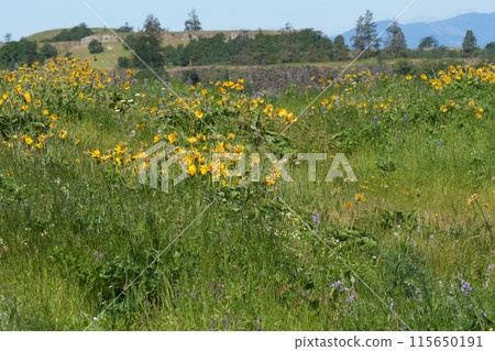 Landscape scenic wide angle view on colorful blossoming flowers at the Columbia river gorge, Oregon in the springtime Landscape scenic wide angle view on colorful blossoming flowers at the Columbia river gorge, Oregon in the springtime 115650191