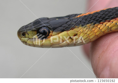 Closeup on a coastal living Common garter snake, Tamnophis sirtalis, in the hands of a herpetologist 115650192