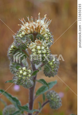 Vertical closeup on an emerging flower of the White- or silverleaf scorpionweed, Phacelia hastata at Columbia river gorge Vertical closeup on an emerging flower of the White- or silverleaf scorpionweed, Phacelia hastata at Columbia river gorge 115650193