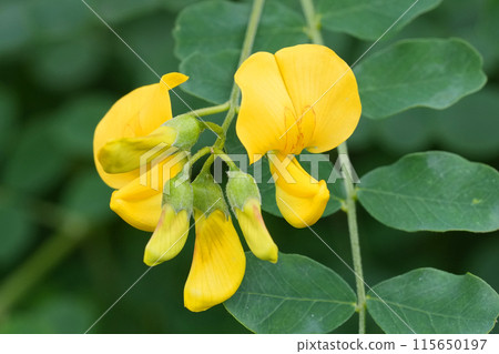 Closeup on the yellow flower of the European bladder-senna shrub, Colutea arborescens Closeup on the yellow flower of the European bladder-senna shrub, Colutea arborescens 115650197