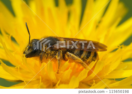 Close up on a female of the European Great banded furrow bee, Halictus scabiosae in a yellow flower Close up on a female of the European Great banded furrow bee, Halictus scabiosae in a yellow flower 115650198