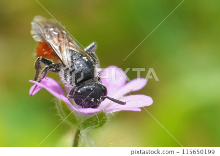 Closeup on a brilliant red parasitic European blood bee, Sphecodes on a purple Heranium molle flower in a meadow Closeup on a brilliant red parasitic European blood bee, Sphecodes on a purple Heranium molle flower in a meadow 115650199