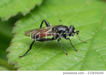 Closeup on the European Crimson-belted Hoverfly, Brachypalpoides lentus sitting on a green leaf Closeup on the European Crimson-belted Hoverfly, Brachypalpoides lentus sitting on a green leaf 115650200