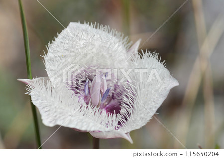 Closeup on the whilte fluffy looking Tolmie's star-tulip or pussy ears wildflower, Calochortus tolmiei in Crescent city 115650204