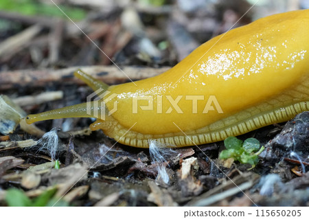 Closeup on a yellow large North-American California banana slug, Ariolimax californicus on the ground 115650205