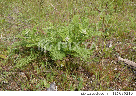 Closeup on a North-American Dune or Eastern Tancy at the Oregon coast in Bandon 115650210