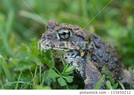 Closeup on an adult Western toad, Anaxyrus or Bufo boreas sitting on the grass 115650212