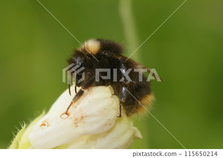 Closeup on an Early bumblebee, Bombus pratorum, on a white flower in the garden Closeup on an Early bumblebee, Bombus pratorum, on a white flower in the garden 115650214