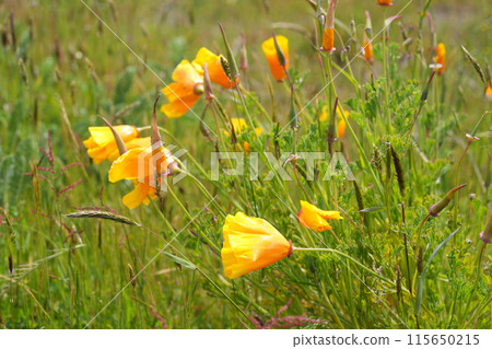 Closeup on the Californian golden poppy, Eschscholzia californica flowering in the grass at Bandon coastline, Oregon Closeup on the Californian golden poppy, Eschscholzia californica flowering in the grass at Bandon coastline, Oregon 115650215