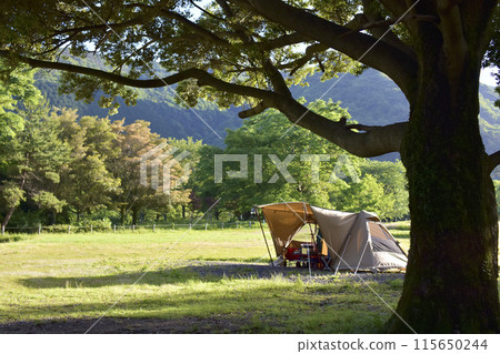 養老公園露營地和帳篷圖片 養老公園露營地和帳篷圖片 115650244