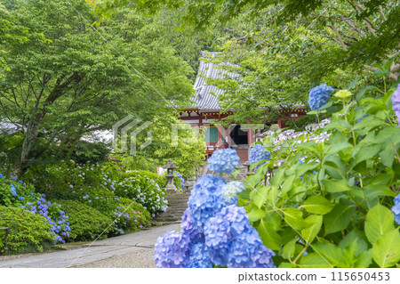 奈良雅達德拉正殿繡球花盛開 115650453