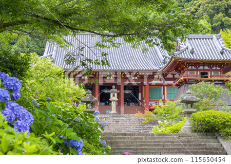 奈良雅達德拉正殿繡球花盛開 115650454