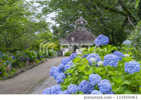 奈良八田寺參道,繡球花盛開 奈良八田寺參道,繡球花盛開 115650461