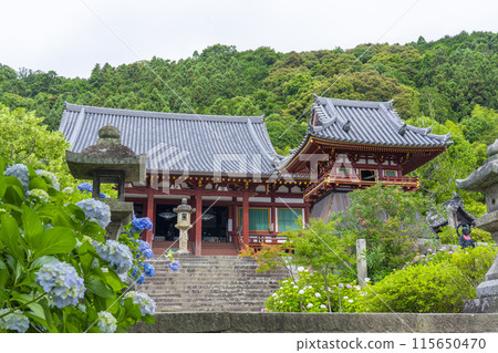Nara, Yatadera Temple Main Hall, Hydrangeas in full bloom Nara, Yatadera Temple Main Hall, Hydrangeas in full bloom 115650470