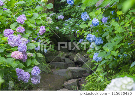 奈良八田寺繡球花園 115650480