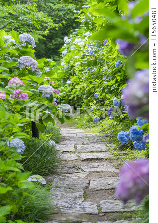 Nara Yatadera Temple Hydrangea Garden 115650481