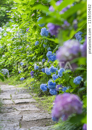 Nara Yatadera Temple Hydrangea Garden 115650482