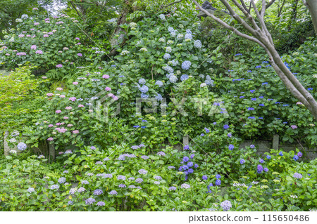 Nara Yatadera Temple Hydrangea Garden Nara Yatadera Temple Hydrangea Garden 115650486