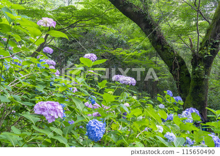 Nara Yatadera Temple Hydrangea Garden 115650490