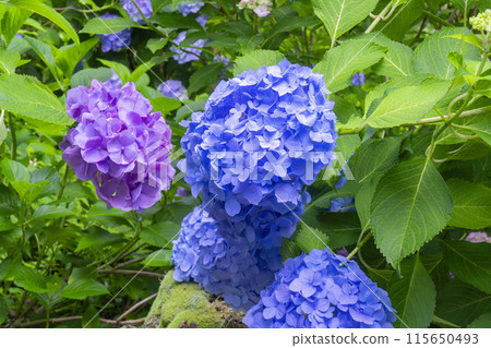 Nara Yatadera Temple Hydrangea Garden 115650493