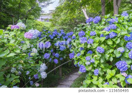 奈良八田寺繡球花園 奈良八田寺繡球花園 115650495