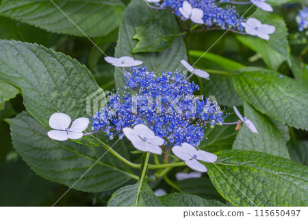 奈良八田寺繡球花園 115650497