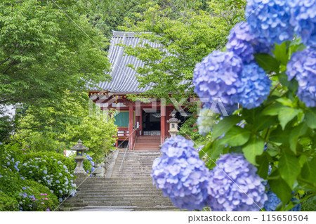 Nara, Yatadera Temple Main Hall, Hydrangeas in full bloom 115650504