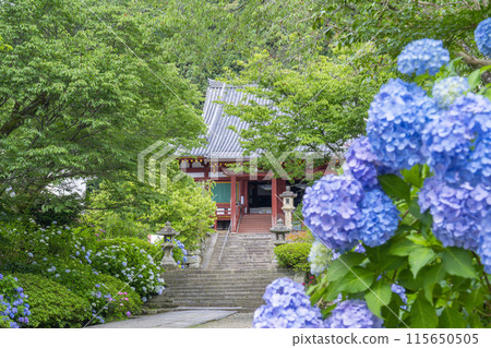 Nara, Yatadera Temple Main Hall, Hydrangeas in full bloom Nara, Yatadera Temple Main Hall, Hydrangeas in full bloom 115650505