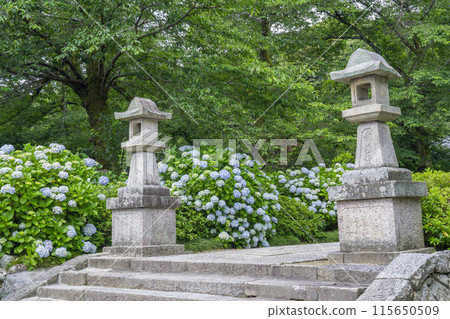 奈良雅達德拉繡球花盛開 115650509