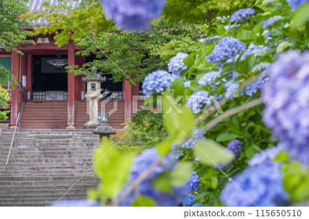Nara, Yatadera Temple Main Hall, Hydrangeas in full bloom 115650510