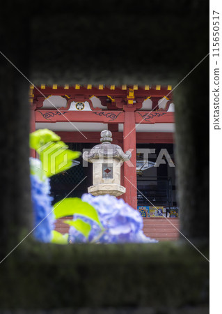 Nara, Yatadera Temple Main Hall, Hydrangeas seen through the gaps of a stone lantern Nara, Yatadera Temple Main Hall, Hydrangeas seen through the gaps of a stone lantern 115650517