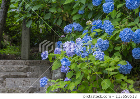 Nara Yataji Temple, Yataji Temple 88 Temples, Hydrangea 115650518