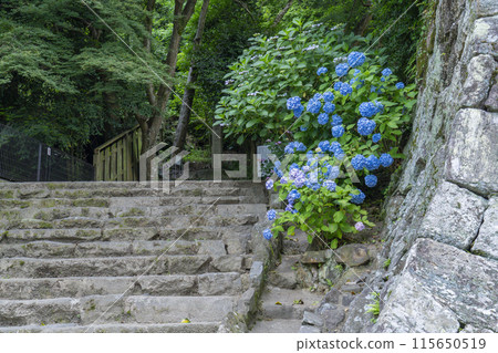 Nara Yataji Temple, Yataji Temple 88 Temples, Hydrangea Nara Yataji Temple, Yataji Temple 88 Temples, Hydrangea 115650519
