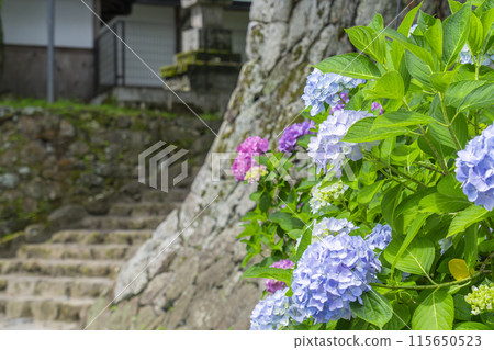Nara Yataji Temple, Yataji Temple 88 Temples, Hydrangea 115650523