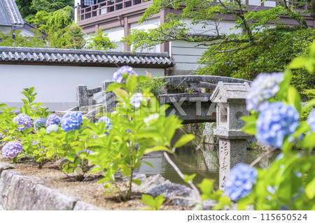 Hydrangeas in the pond in front of the Southern Sobo Temple in Yatadera, Nara Hydrangeas in the pond in front of the Southern Sobo Temple in Yatadera, Nara 115650524