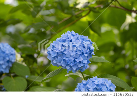 奈良雅達德拉繡球花 奈良雅達德拉繡球花 115650532