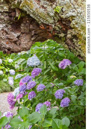 Nara Yatadera Temple Hydrangea Garden Nara Yatadera Temple Hydrangea Garden 115650536