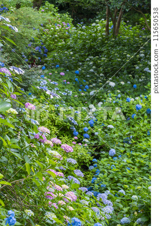 Nara Yatadera Temple Hydrangea Garden 115650538