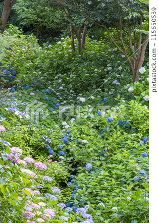 Nara Yatadera Temple Hydrangea Garden 115650539