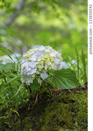 Nara Yatadera Temple Hydrangea Garden 115650542