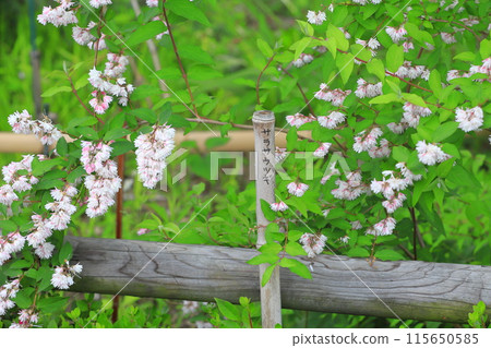 雙花印花棉布樹花 115650585