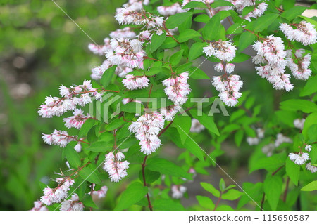 雙花印花棉布樹花 雙花印花棉布樹花 115650587