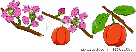 Hand drawn coloring red acerola berry, barbados cherry, Malpighia emarginata. 115651095