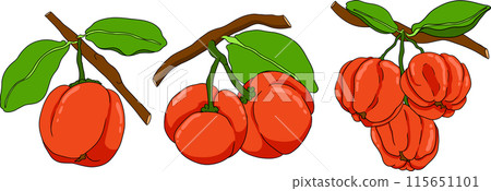 Hand drawn coloring red acerola berry, barbados cherry, Malpighia emarginata. Hand drawn coloring red acerola berry, barbados cherry, Malpighia emarginata. 115651101